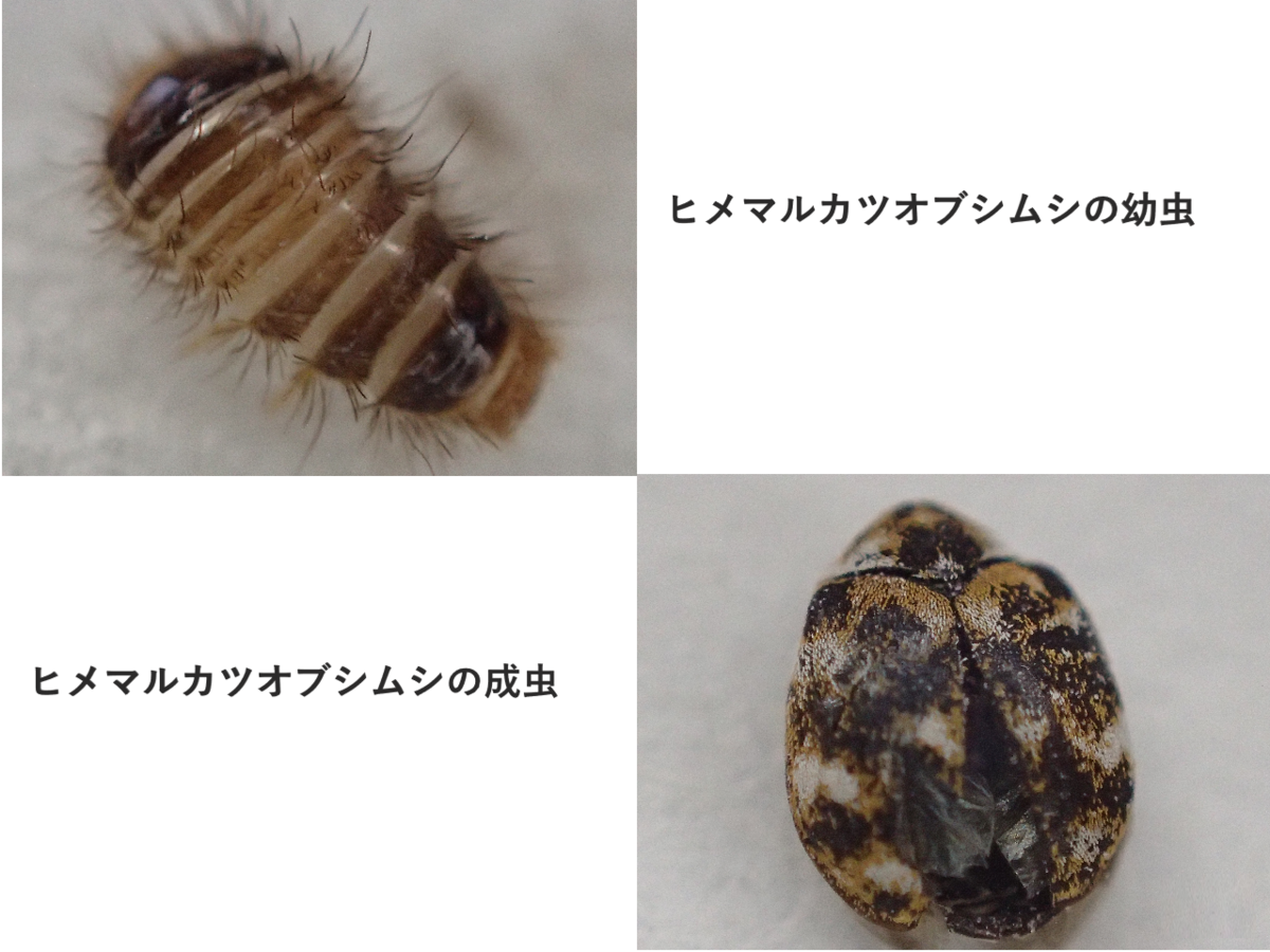 洋服を食べる虫の種類と特徴